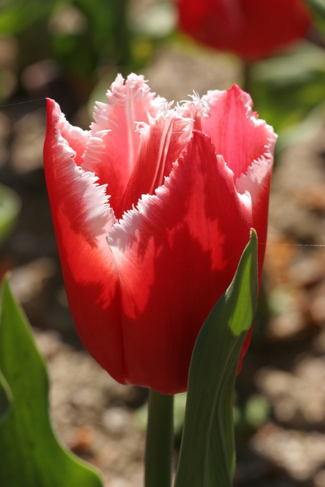 Tulipes a Morges 2006 - 106